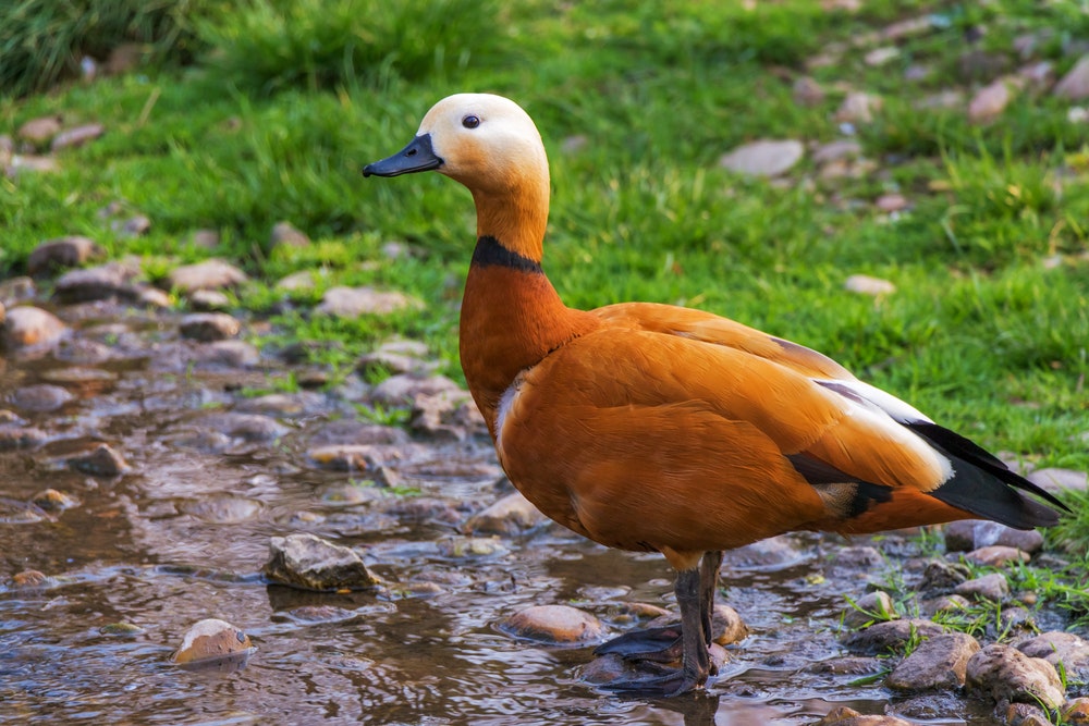 brown goose