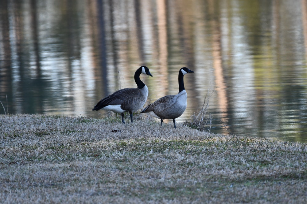 canadian geese