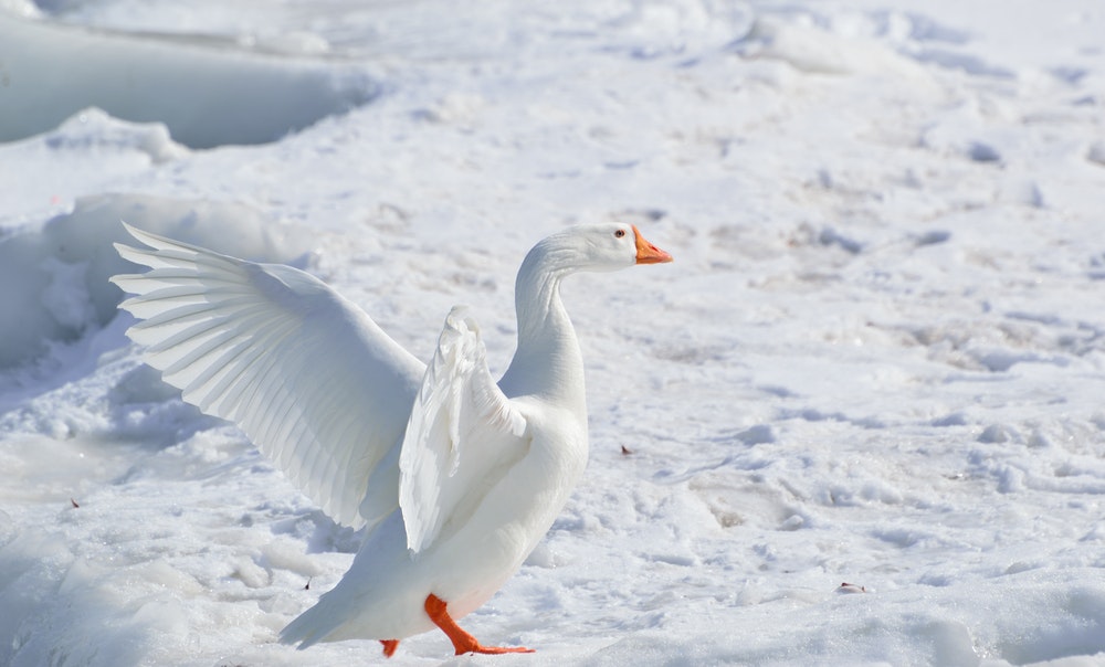 snow goose